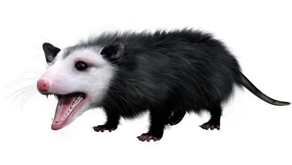 Renderização Animal Opossum Isolado Fundo Branco — Fotografia de Stock