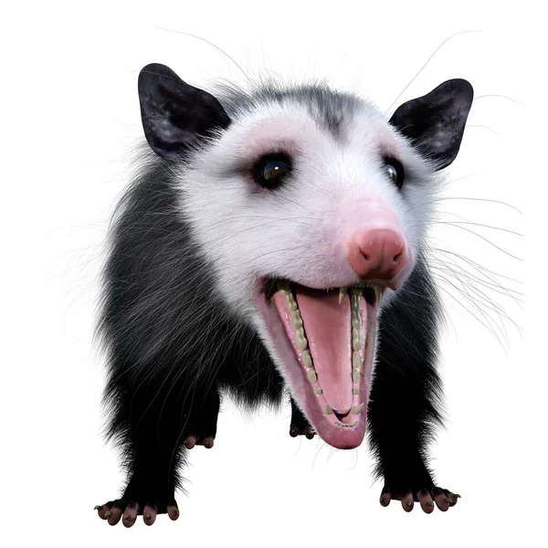 Beyaz Arka Planda Izole Edilmiş Bir Opossum Hayvanının Boyutlu Görüntülenmesi — Stok fotoğraf