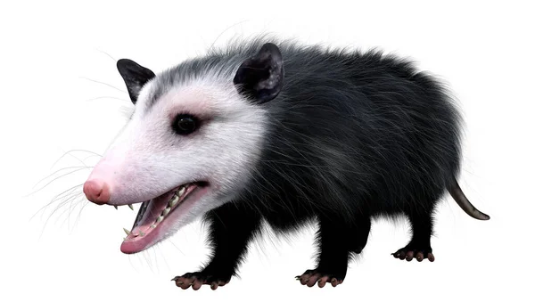 Darstellung Eines Auf Weißem Hintergrund Isolierten Opossums — Stockfoto