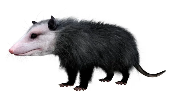 Renderização Animal Opossum Isolado Fundo Branco — Fotografia de Stock