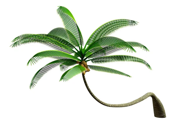 Rendering Green Palm Tree Isolated White Background — Stock Photo, Image
