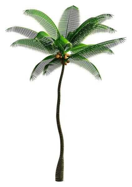 Återgivning Grön Palm Isolerad Vit Bakgrund — Stockfoto