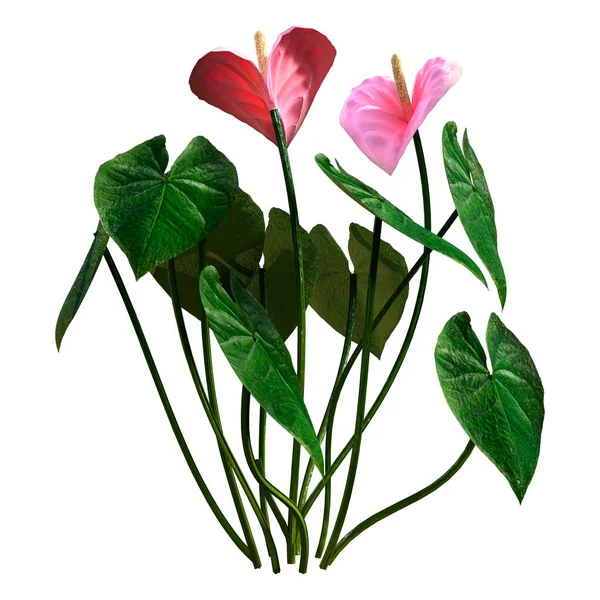 白い背景に隔離された熱帯開花アンスリウム植物やフラミンゴユリの3Dレンダリング — ストック写真