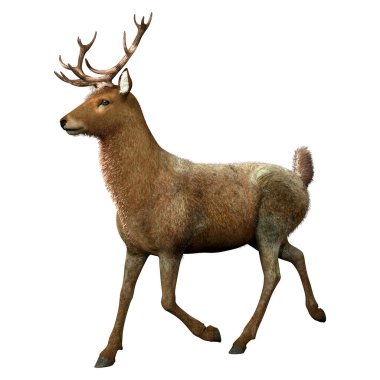 Beyaz arka plan üzerinde izole bir erkek geyik 3D render