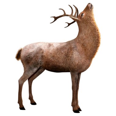 Beyaz arka plan üzerinde izole bir erkek geyik 3D render