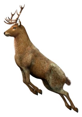 Beyaz arka plan üzerinde izole bir erkek geyik 3D render