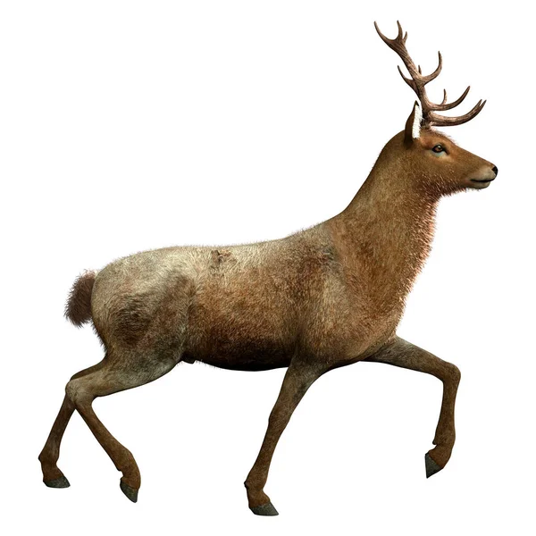 白い背景に分離された雄の鹿の レンダリング — ストック写真