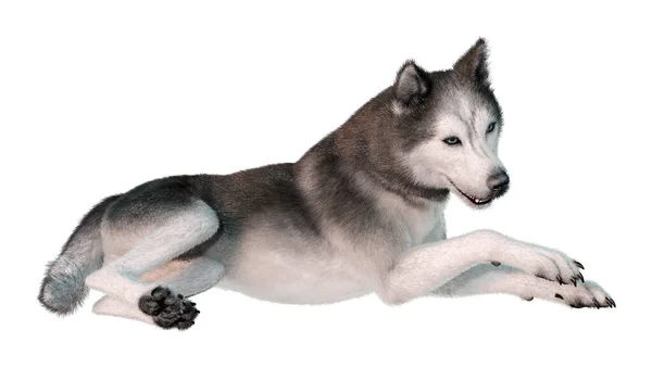 Representación Perro Husky Siberiano Aislado Sobre Fondo Blanco —  Fotos de Stock