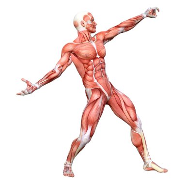 Beyaz arka planda izole edilmiş kas haritaları olan bir erkek figürünün 3 boyutlu görüntülenmesi