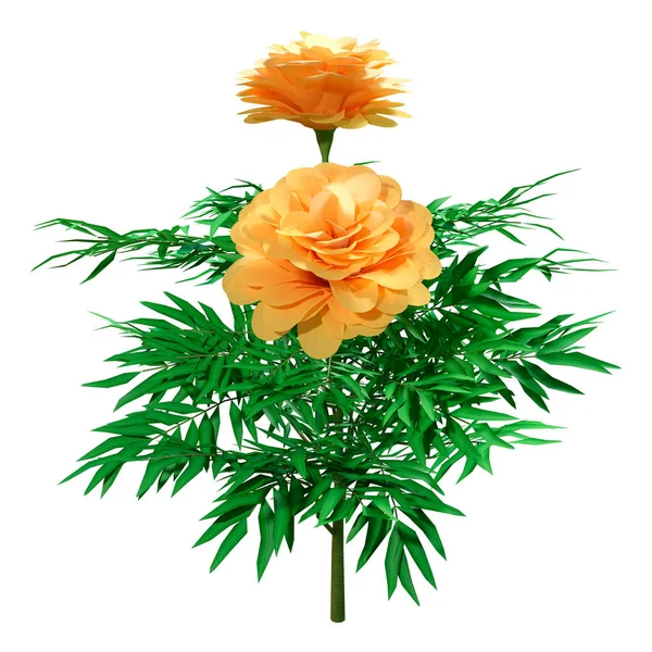 Rendering Marigold Flowers Tagetes Patula Isolated White Background — Stock Photo, Image