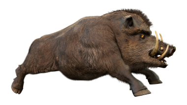 Beyaz arka plan üzerinde izole bir yaban domuzu 3D render