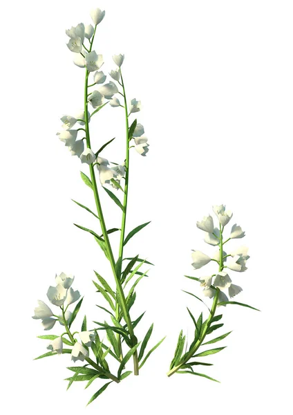 3D rendering of canterbury bells isolated on white background