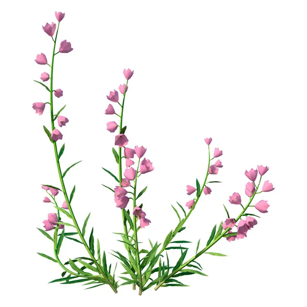 3D rendering of pink canterbury bells isolated on white background