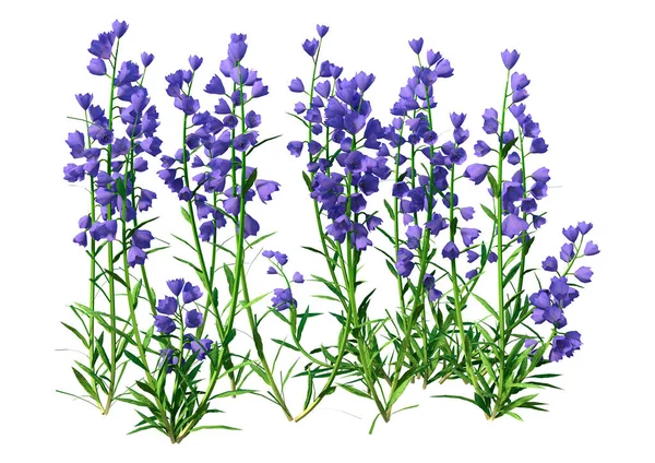 3D rendering of blue canterbury bells isolated on white background