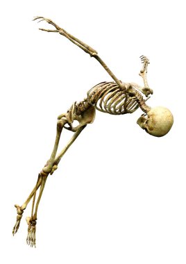 Beyaz arkaplanda izole edilmiş bir insan iskeletinin 3 boyutlu görüntülenmesi