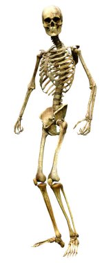 Beyaz arkaplanda izole edilmiş bir insan iskeletinin 3 boyutlu görüntülenmesi