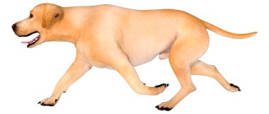 Beyaz arka planda izole edilmiş sarı labrador köpeğinin 3 boyutlu görüntüsü