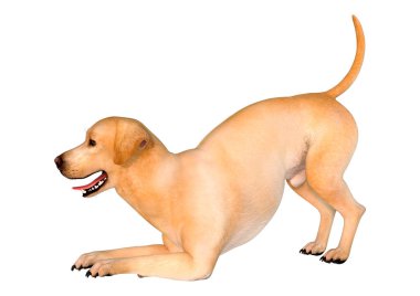 Beyaz arka planda izole edilmiş sarı labrador köpeğinin 3 boyutlu görüntüsü