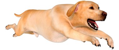 Beyaz arka planda izole edilmiş sarı labrador köpeğinin 3 boyutlu görüntüsü