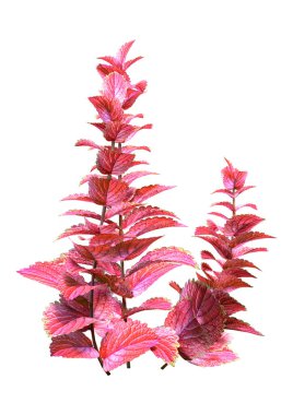 Beyaz arkaplanda izole edilmiş pembe coleus bitkilerinin 3B görüntülemesi