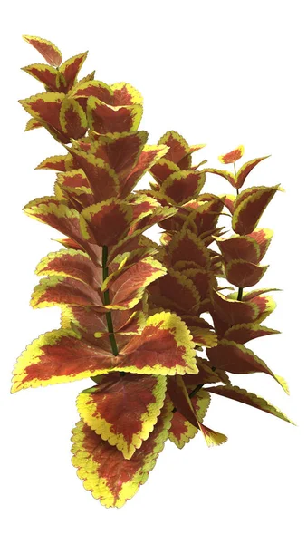 Representación Plantas Coleus Rojo Amarillo Aisladas Sobre Fondo Blanco — Foto de Stock