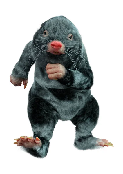 Mole animal Stock Photos, Royalty Free Mole animal Images | Depositphotos