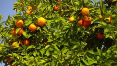 Mandarin ağacı, güneşli bahar zamanı. Organik yiyecekler