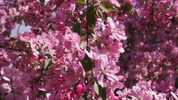 Zeitlupe Außenansicht eines schönen rosa Blütenbaums. Pinkfarbene Blüten. — Stockvideo