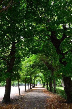 bir kemer gibi ağaçların dalları