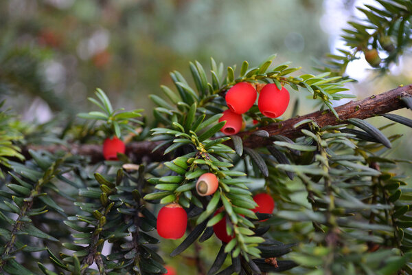 Ripe red juniper berries