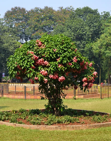 Большой цветущий куст в парке — стоковое фото