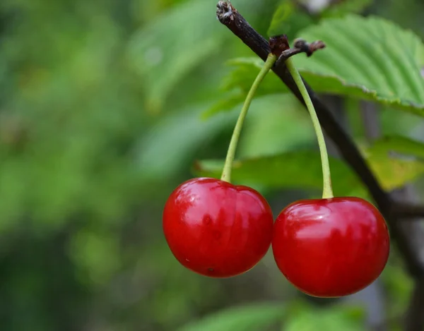 Cerezas dulces — Foto de Stock