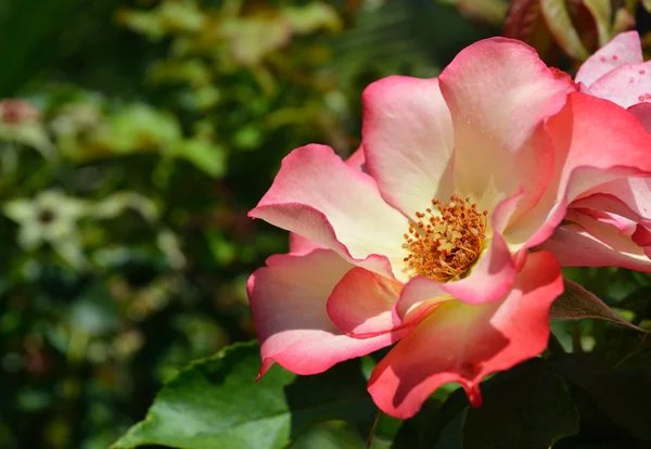 Ροζ τριαντάφυλλο σε έναν κήπο — Φωτογραφία Αρχείου