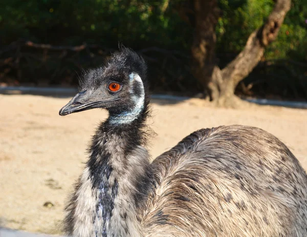 Primo piano di Emu in uno zoo — Foto Stock