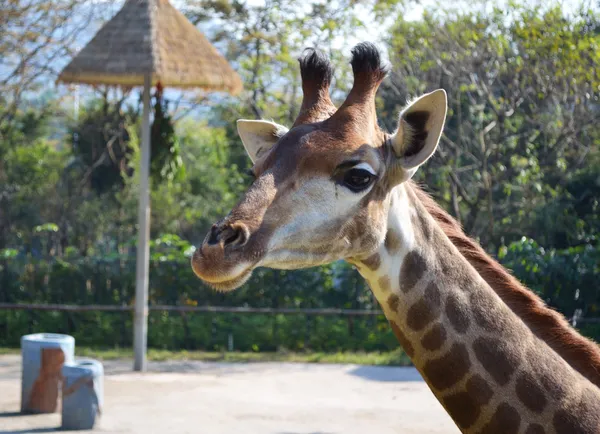 Giraffe in a zoo — Stock Photo, Image