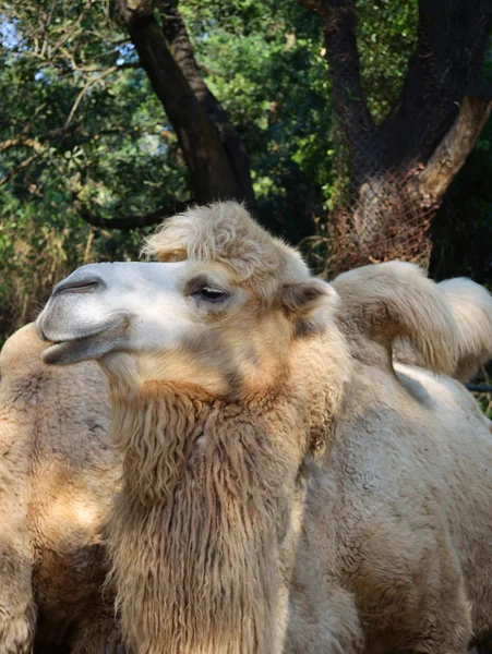 Camel — Stock Photo, Image