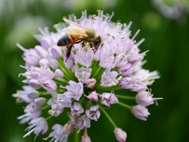 bir soğan çiçek arıya