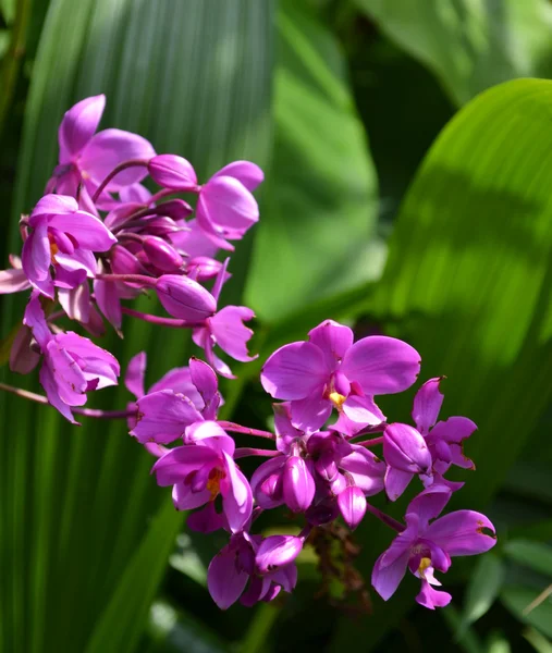 Zbliżenie: purpurowa orchidea — Zdjęcie stockowe