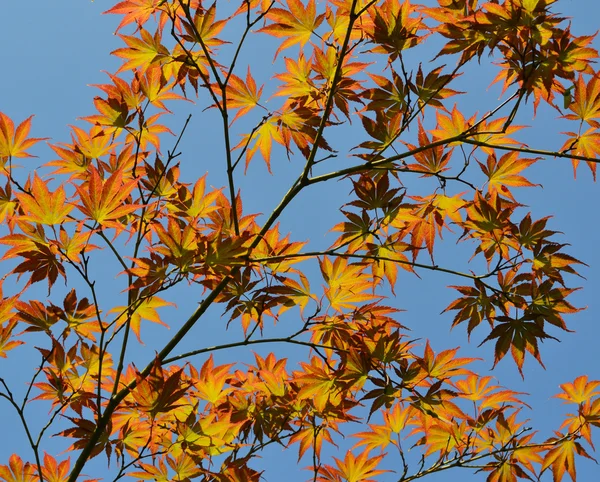 Rami di autunno su sfondo cielo blu — Foto Stock