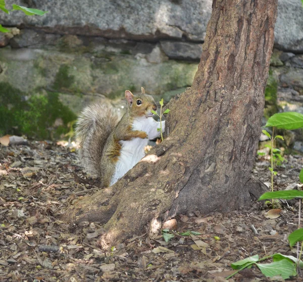 Squirrel behind the tree — Stock Photo, Image