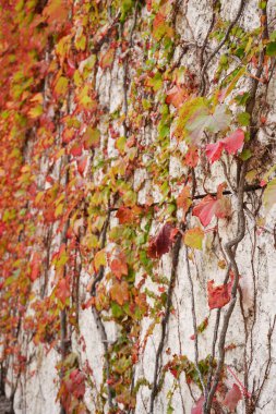 Renkli sonbahar sarmaşığı kaplı duvar arkaplanı