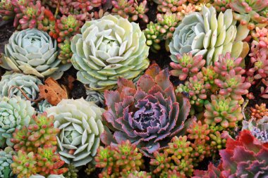 Renkli Sulu Kaktüs bitkisi halısı