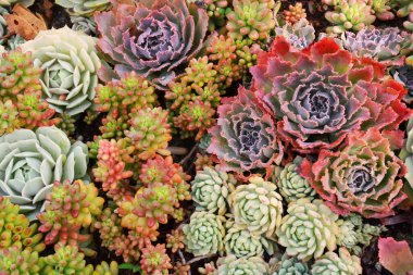 Renkli Sulu Kaktüs bitkisi halısı