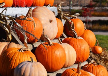 Renkli kabak ve kabak çeşitleri