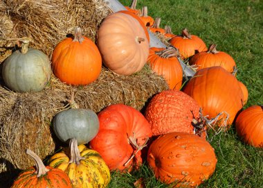 Renkli kabak ve kabak çeşitleri