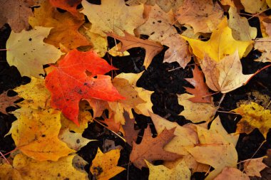 Ormanda dökülen renkli sonbahar yaprakları