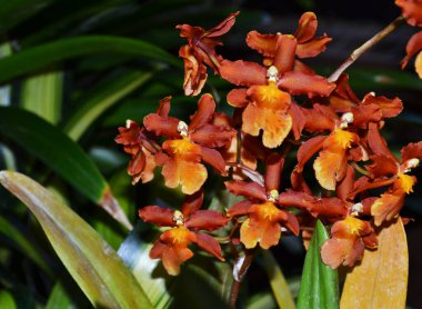 Güve orkidesi çiçekleri: Yakın plan fotoğraf