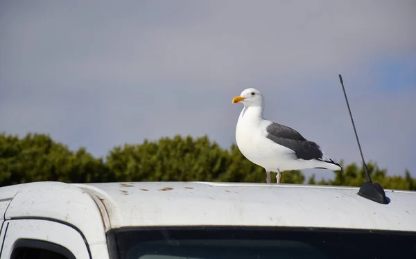 海鸥站在车顶上 — 图库照片