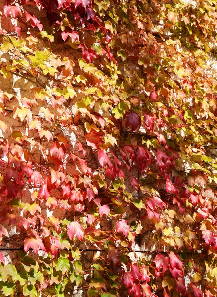 Colorful Autumn Ivy Covered Wall Background — Stock Photo, Image