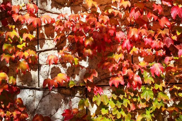 Colorful Autumn Ivy Covered Wall Background — Stock Photo, Image